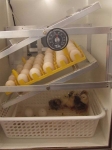 Incubator