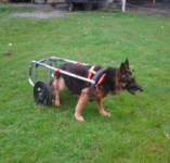 Dog Wheelchair