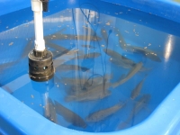 Tilapia Tank