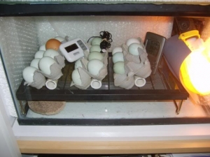 Incubator