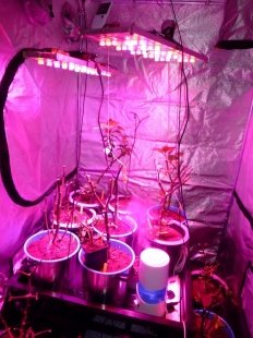 LED Growing Lights