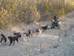 Sled Dog Trainer