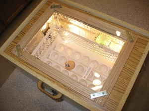 Incubator