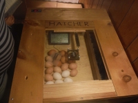 Egg Incubator