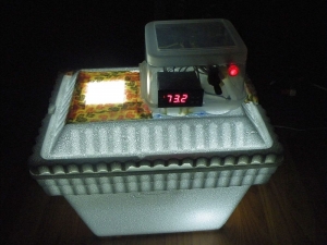 Egg Incubator