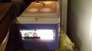 Egg Incubator