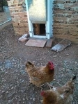 Automatic Chicken Coop Door