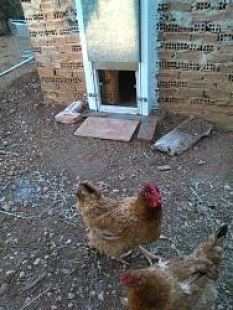 Automatic Chicken Coop Door