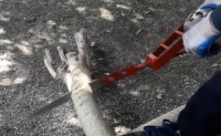 Branch and Sapling Cutter