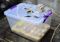 Incubator