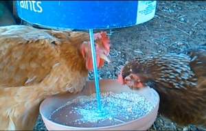 Chicken Feeder