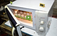 Egg Incubator